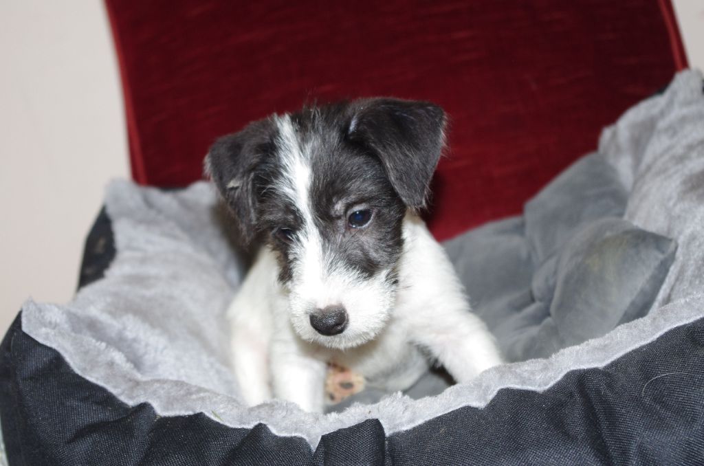 a l'ouest des prés de l'abby - Chiot disponible  - Jack Russell Terrier