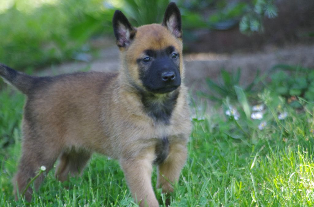 a l'ouest des prés de l'abby - Chiot disponible  - Berger Belge