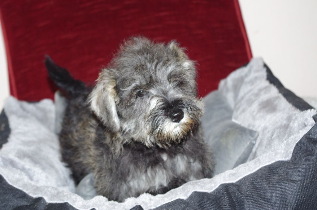 a l'ouest des prés de l'abby - Chiot disponible  - Schnauzer miniature