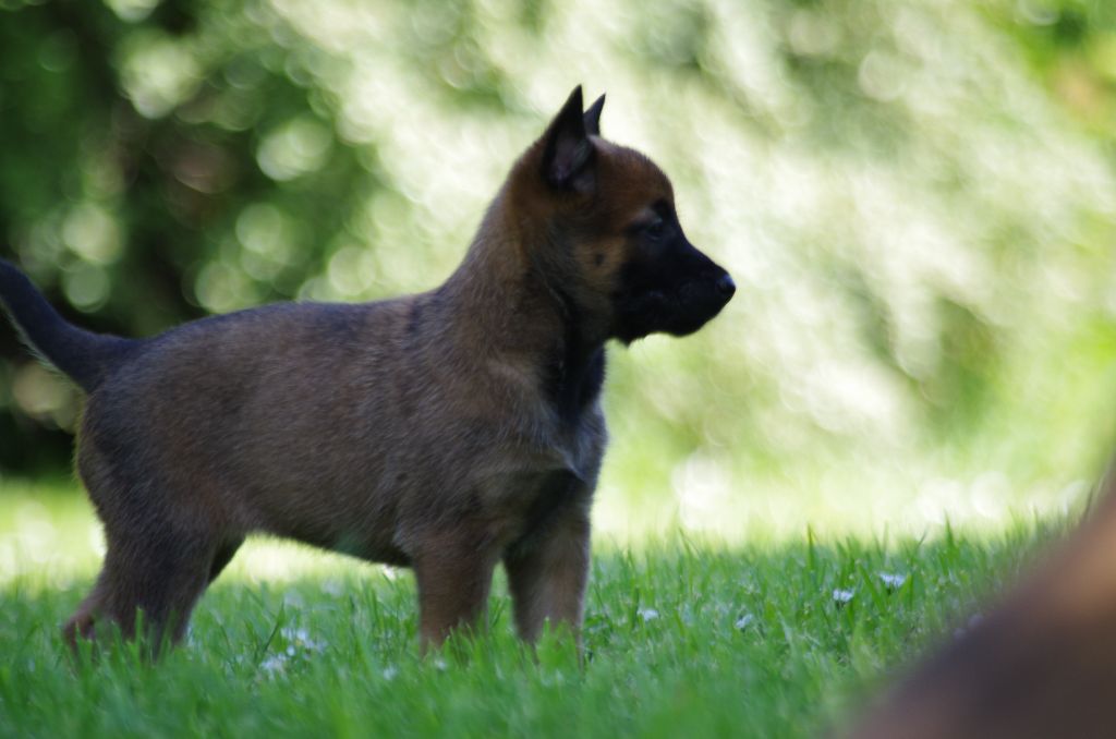 a l'ouest des prés de l'abby - Chiot disponible  - Berger Belge