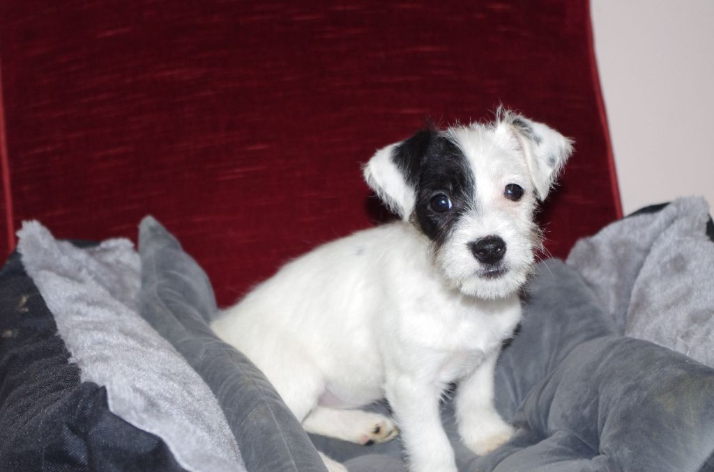 a l'ouest des prés de l'abby - Chiot disponible  - Jack Russell Terrier