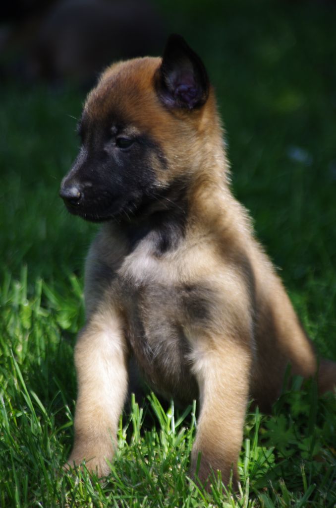 a l'ouest des prés de l'abby - Chiot disponible  - Berger Belge