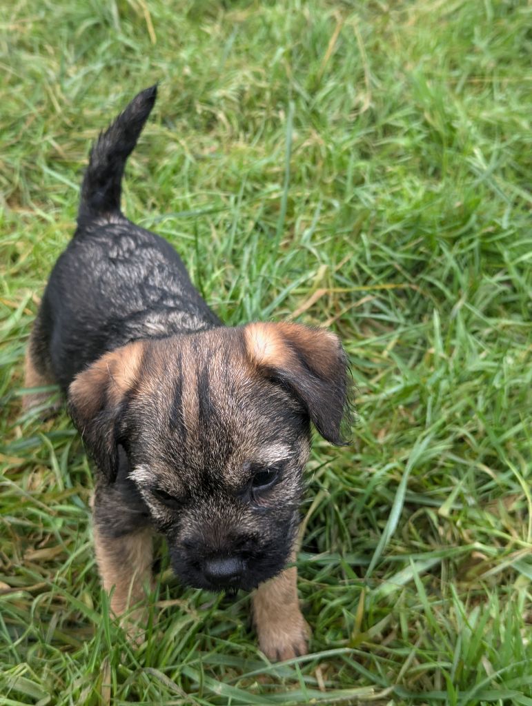 a l'ouest des prés de l'abby - Chiot disponible  - Border Terrier