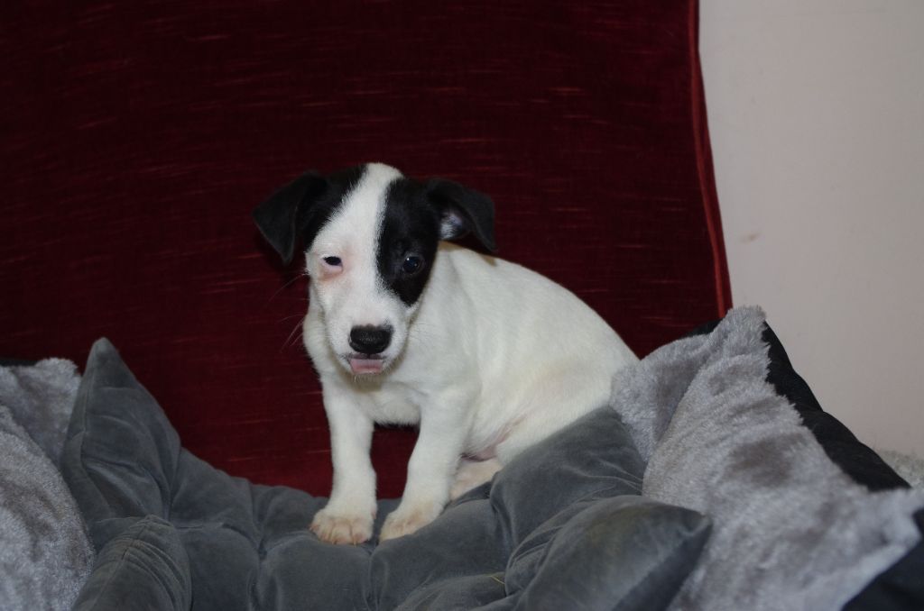 a l'ouest des prés de l'abby - Chiot disponible  - Jack Russell Terrier