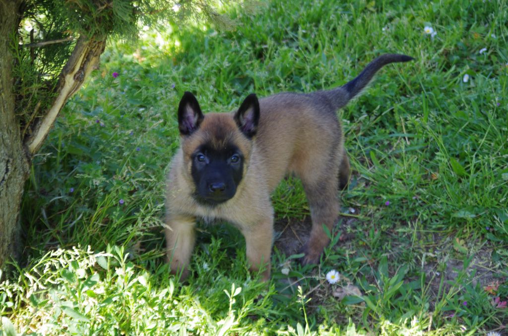 a l'ouest des prés de l'abby - Chiot disponible  - Berger Belge