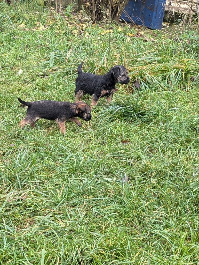 a l'ouest des prés de l'abby - Chiot disponible  - Border Terrier