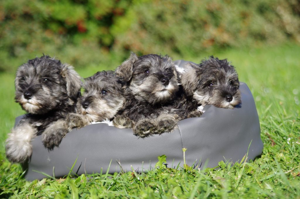 chiot Schnauzer miniature a l'ouest des prés de l'abby