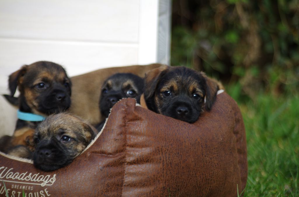 chiot Border Terrier a l'ouest des prés de l'abby