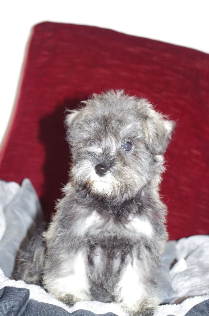 a l'ouest des prés de l'abby - Chiot disponible  - Schnauzer miniature