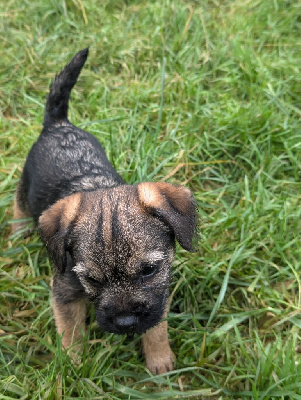 a l'ouest des prés de l'abby - Border Terrier - Portée née le 02/10/2024