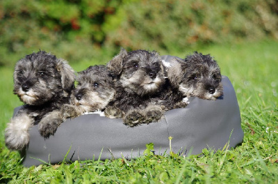 a l'ouest des prés de l'abby - Schnauzer miniature - Portée née le 22/03/2024