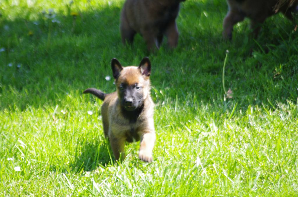 a l'ouest des prés de l'abby - Chiot disponible  - Berger Belge