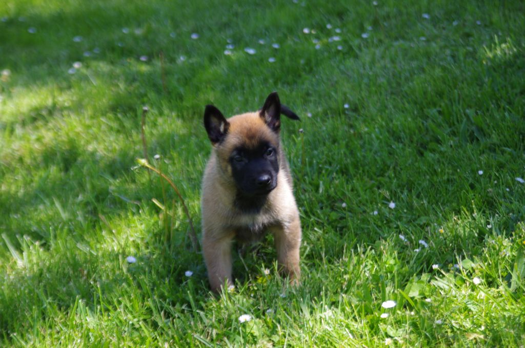 a l'ouest des prés de l'abby - Chiot disponible  - Berger Belge