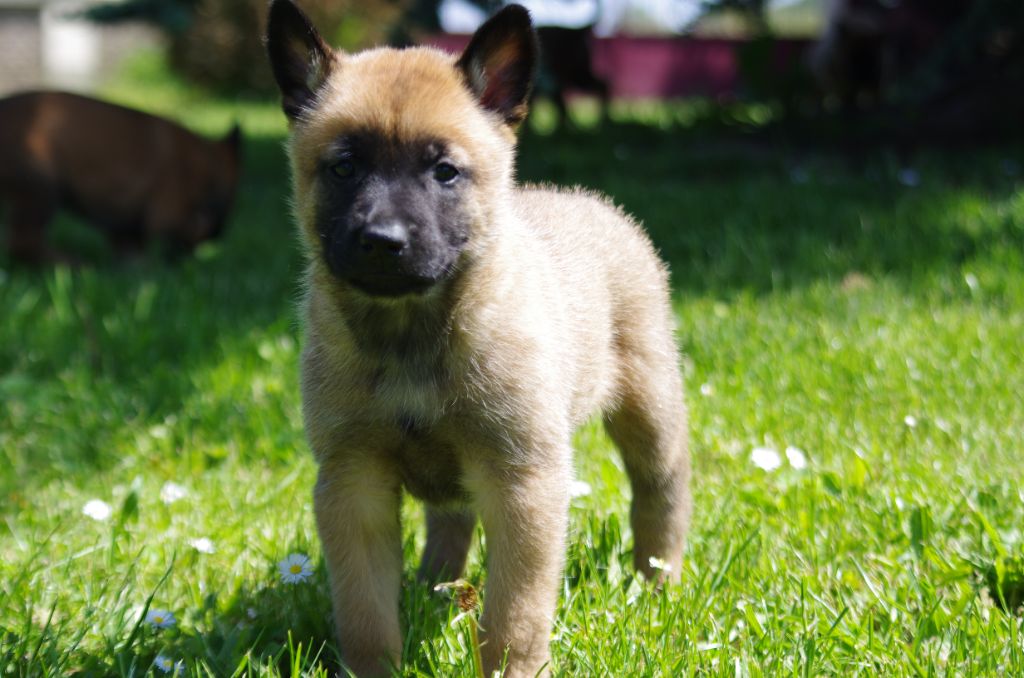 a l'ouest des prés de l'abby - Chiot disponible  - Berger Belge