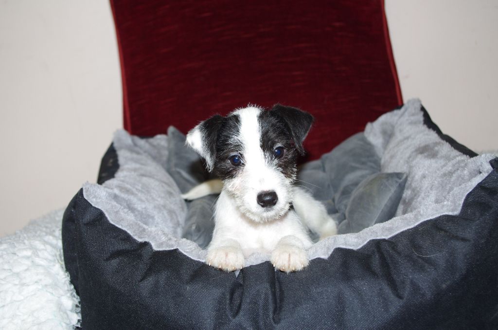 a l'ouest des prés de l'abby - Chiot disponible  - Jack Russell Terrier