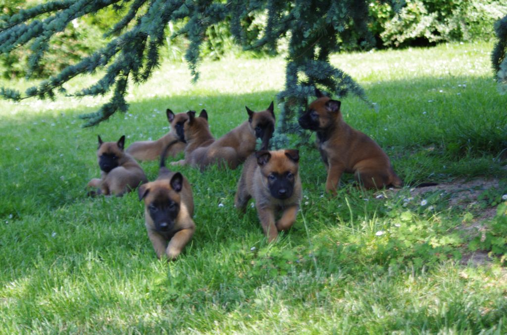 chiot Berger Belge a l'ouest des prés de l'abby