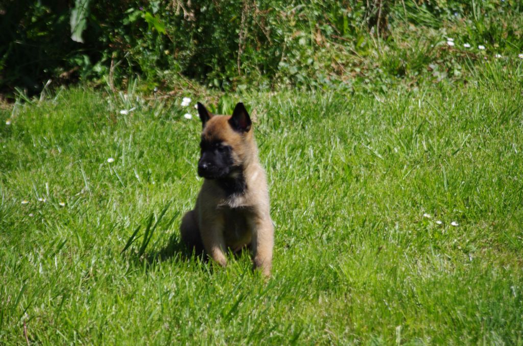 a l'ouest des prés de l'abby - Chiot disponible  - Berger Belge