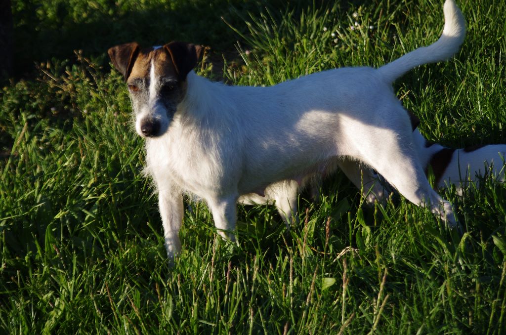 Nappy a l'ouest des prés de l'abby