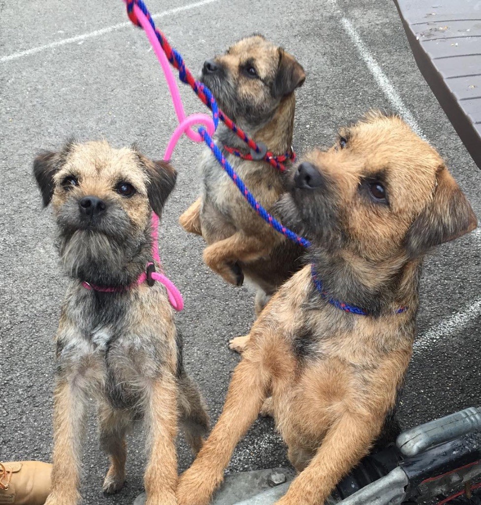 a l'ouest des prés de l'abby - Exposition canine spéciale Border Terrier 2018