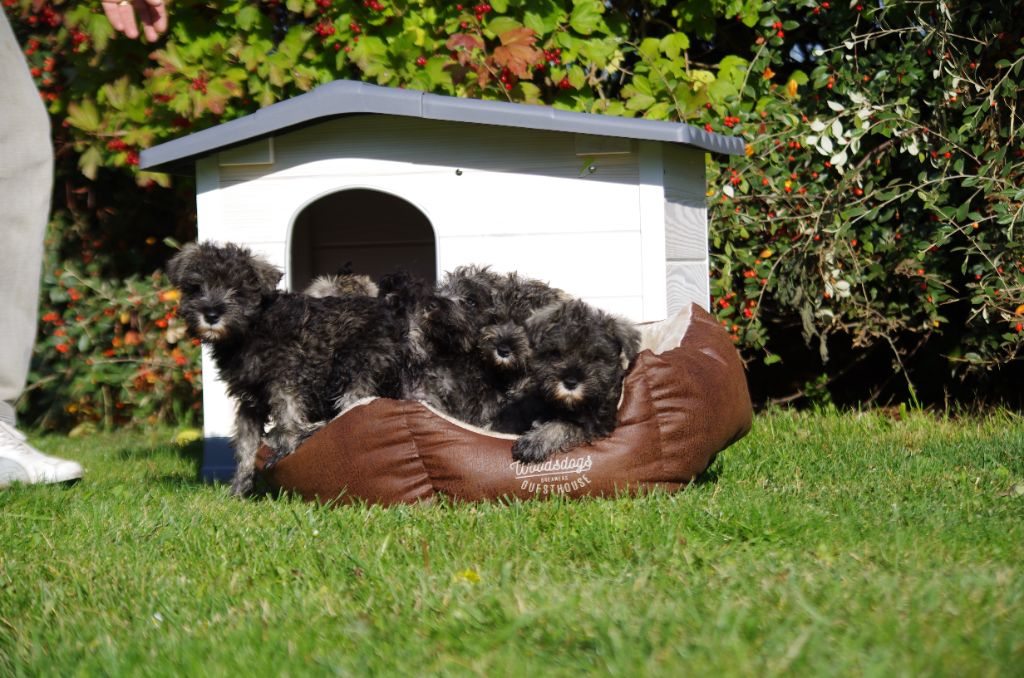 A L'Ouest Des Prés De L'Abby - Chiots disponibles - Schnauzer miniature
