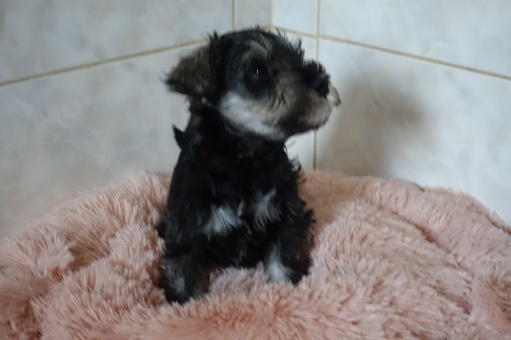 A L'Ouest Des Prés De L'Abby - Chiots disponibles - Schnauzer miniature