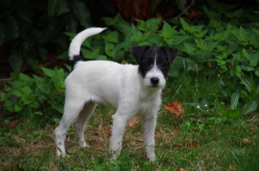 A L'Ouest Des Prés De L'Abby - Chiots disponibles - Parson Russell Terrier