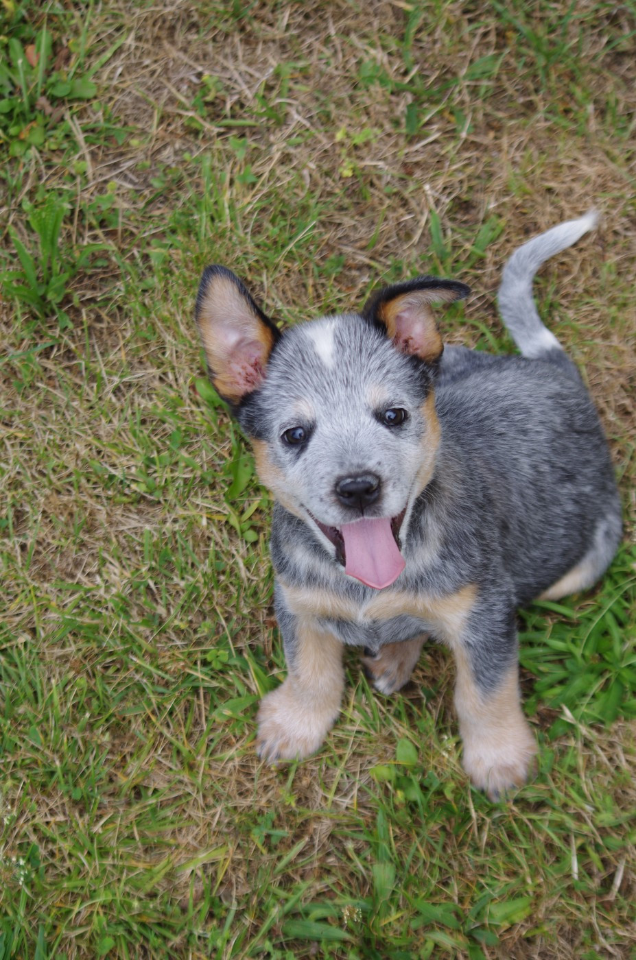 A L'Ouest Des Prés De L'Abby - Chiots disponibles - Bouvier australien