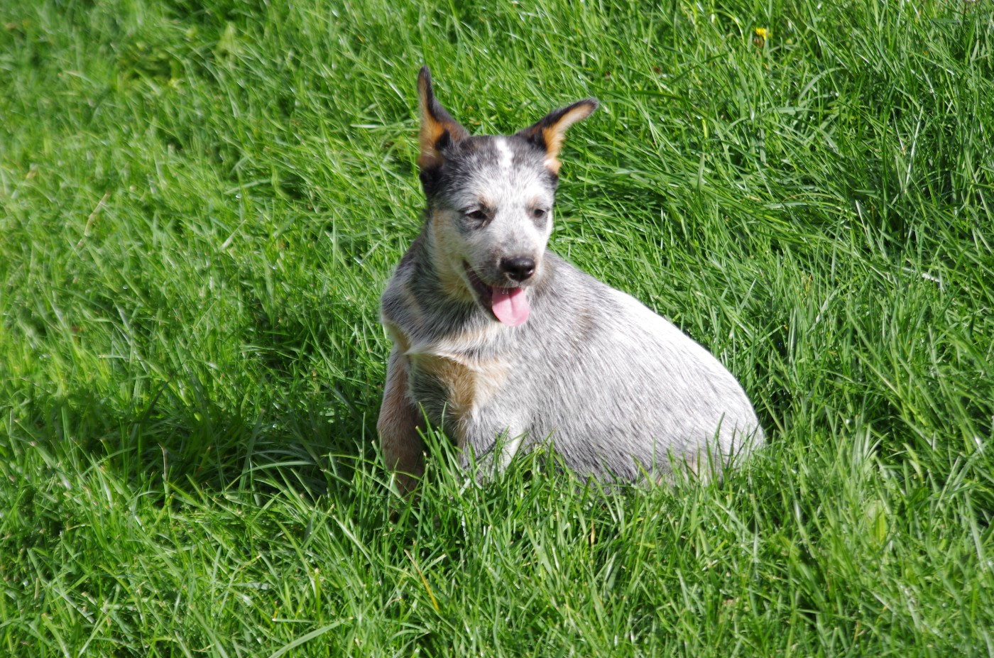 A L'Ouest Des Prés De L'Abby - Chiots disponibles - Bouvier australien