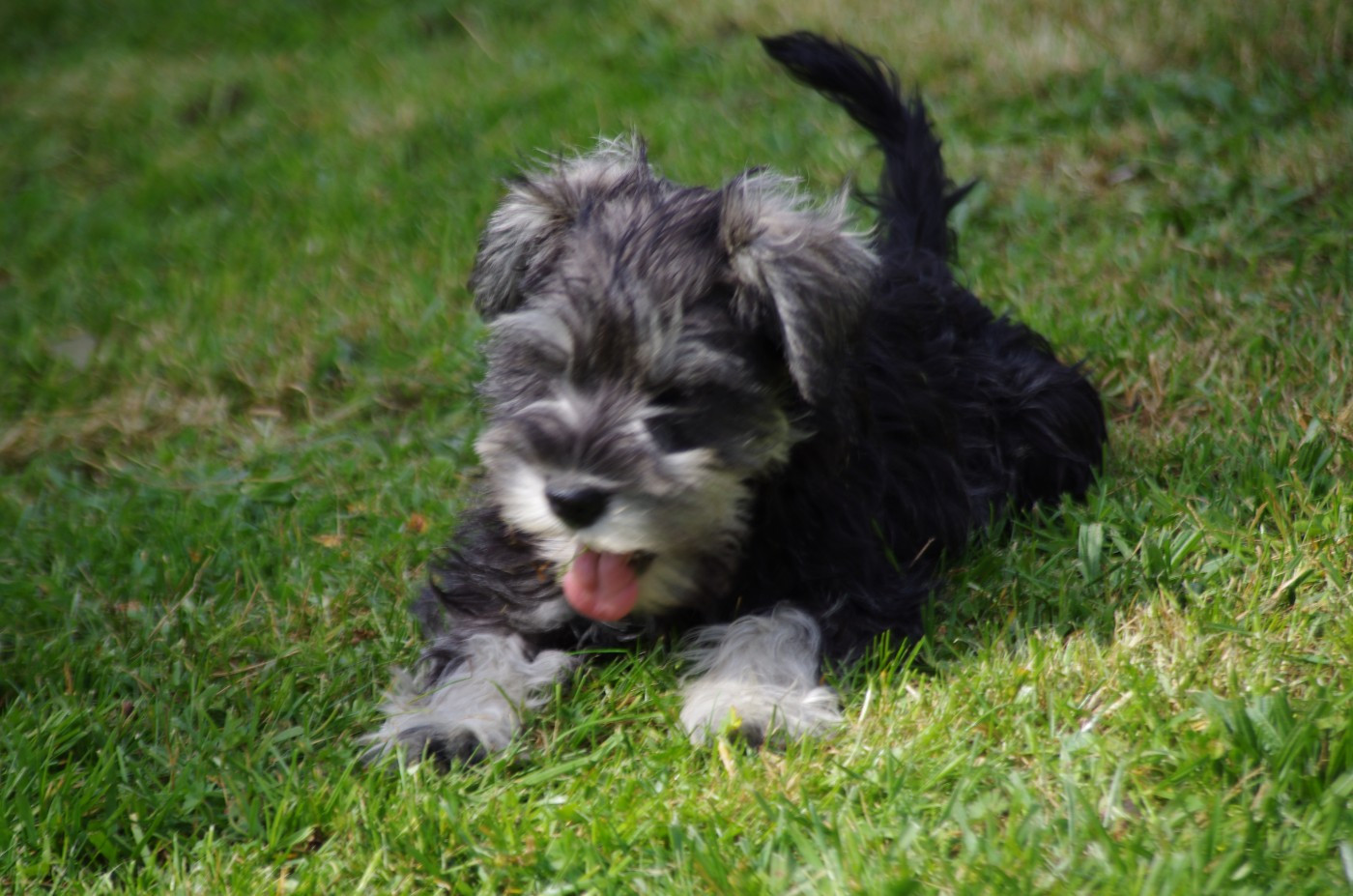 A L'Ouest Des Prés De L'Abby - Chiots disponibles - Schnauzer miniature