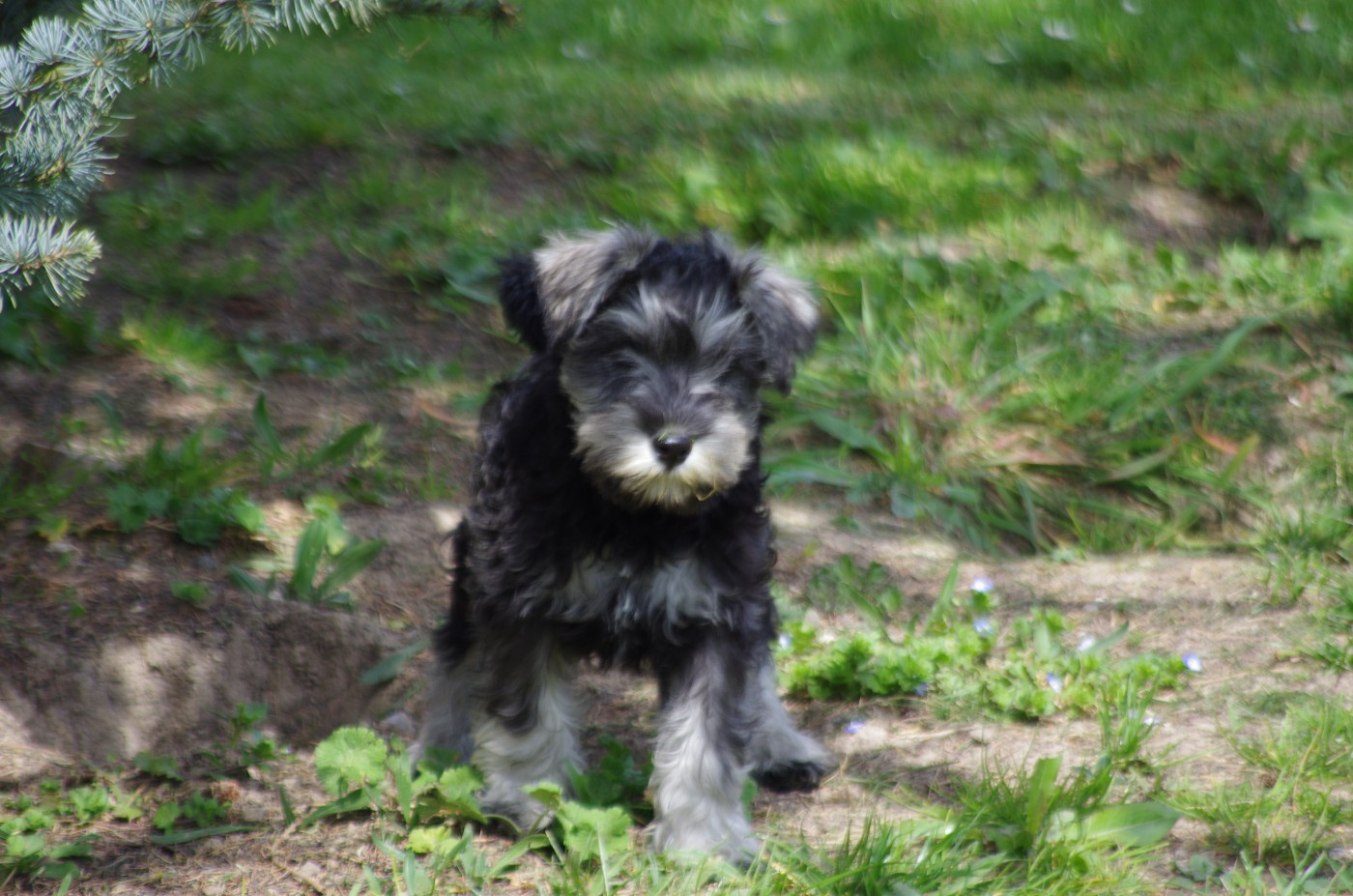 A L'Ouest Des Prés De L'Abby - Chiots disponibles - Schnauzer miniature