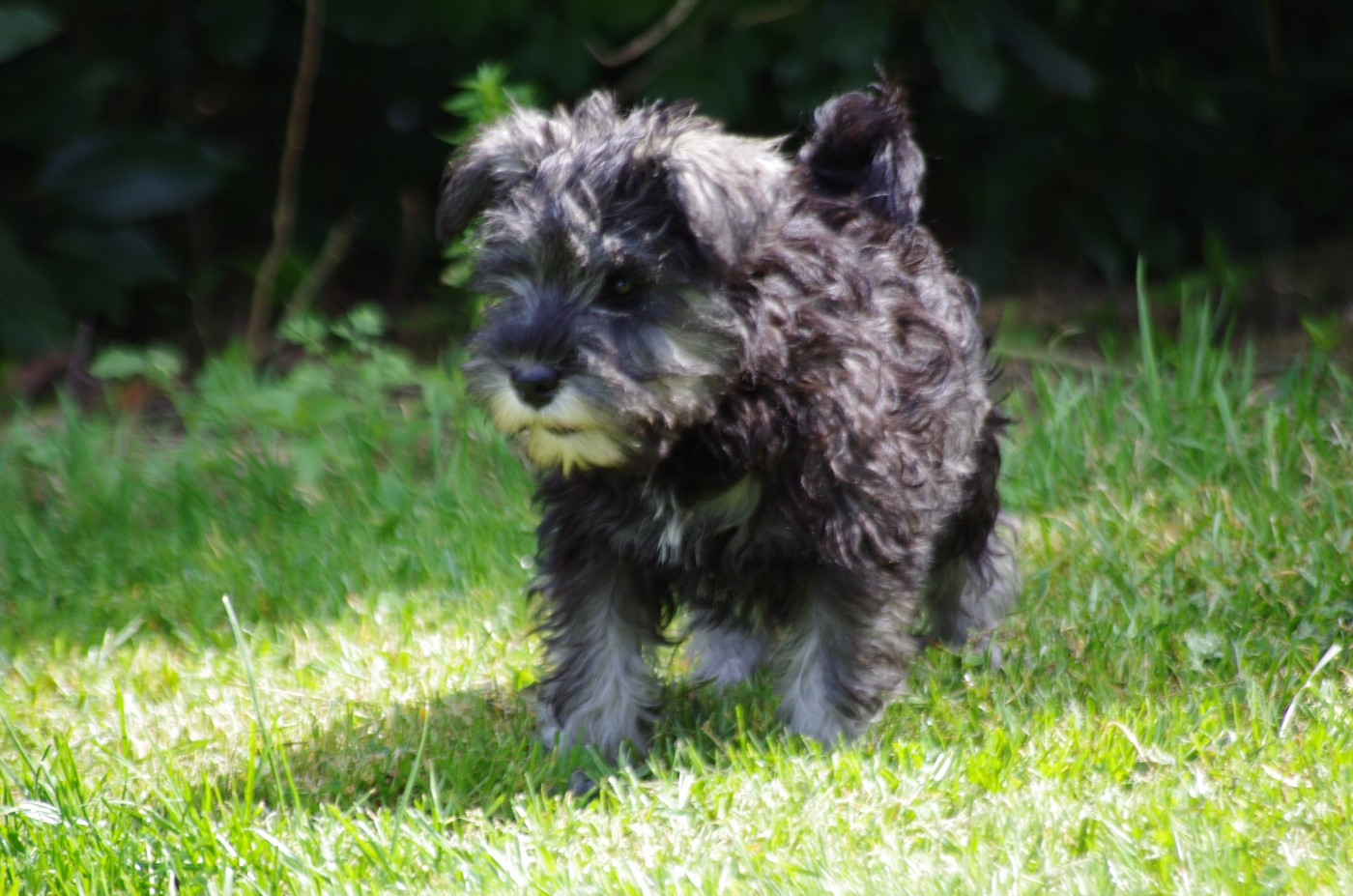 A L'Ouest Des Prés De L'Abby - Chiots disponibles - Schnauzer miniature