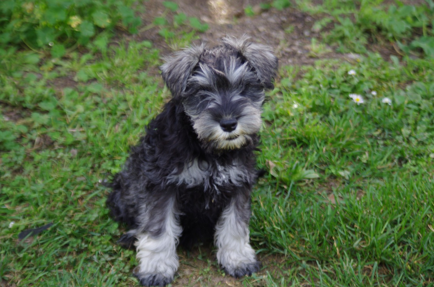 A L'Ouest Des Prés De L'Abby - Chiots disponibles - Schnauzer miniature