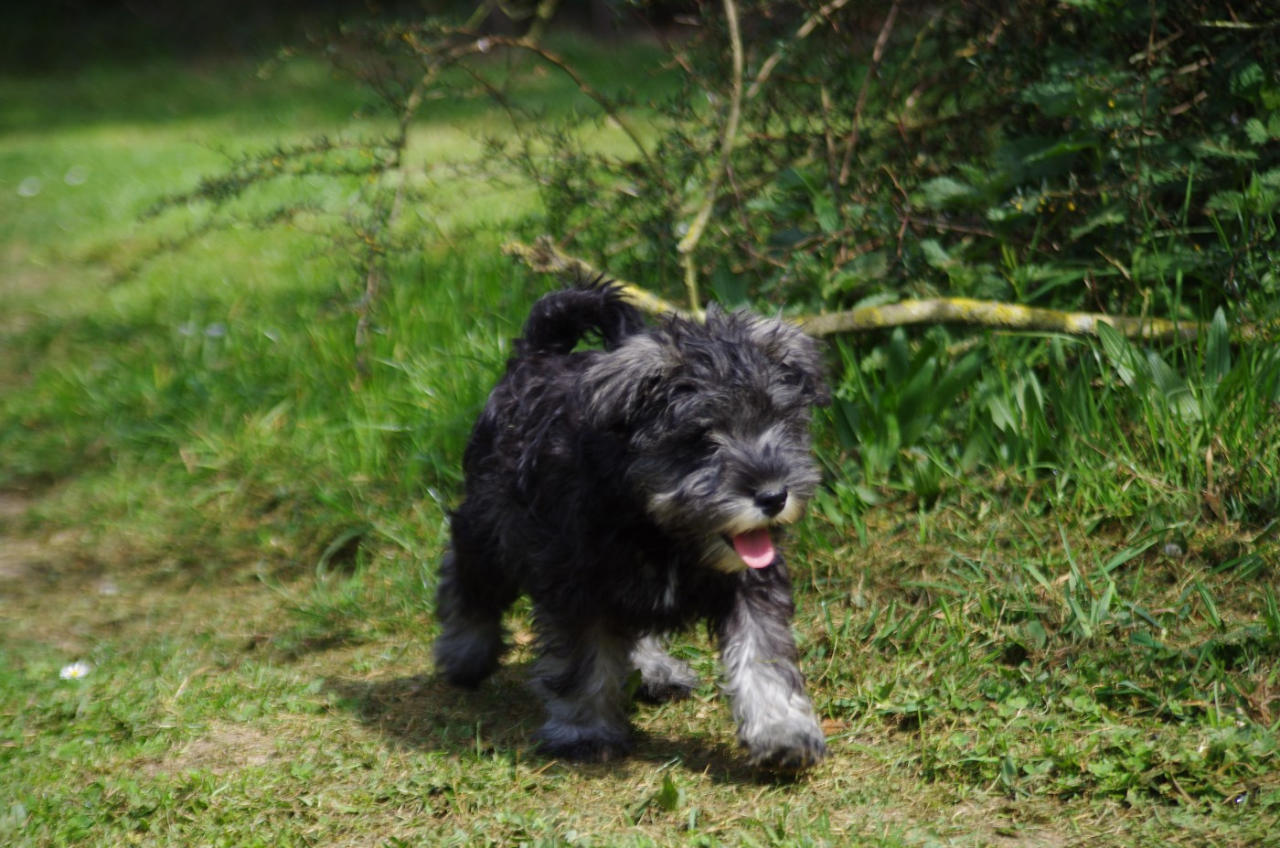 A L'Ouest Des Prés De L'Abby - Chiots disponibles - Schnauzer miniature