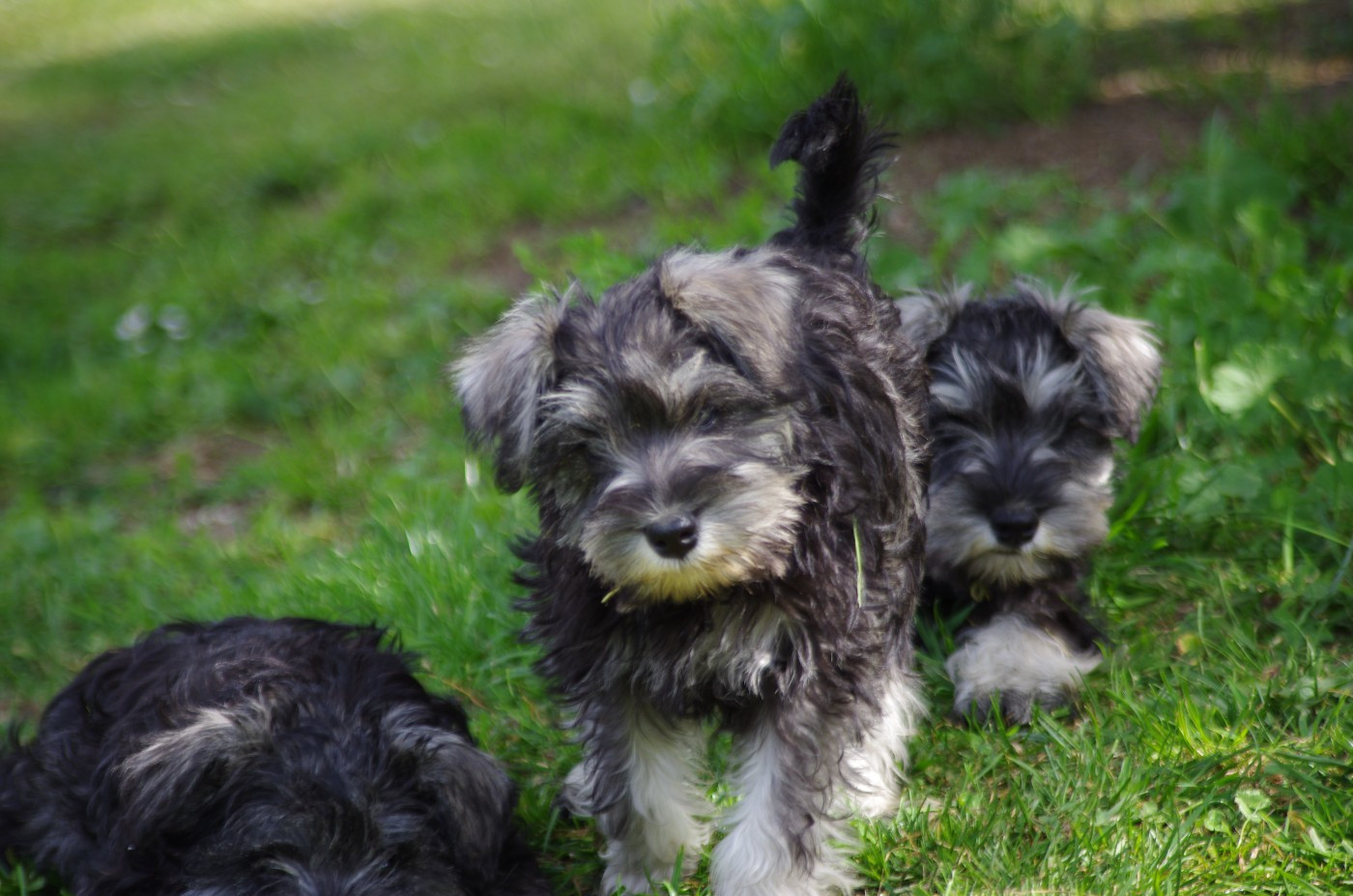 A L'Ouest Des Prés De L'Abby - Chiots disponibles - Schnauzer miniature