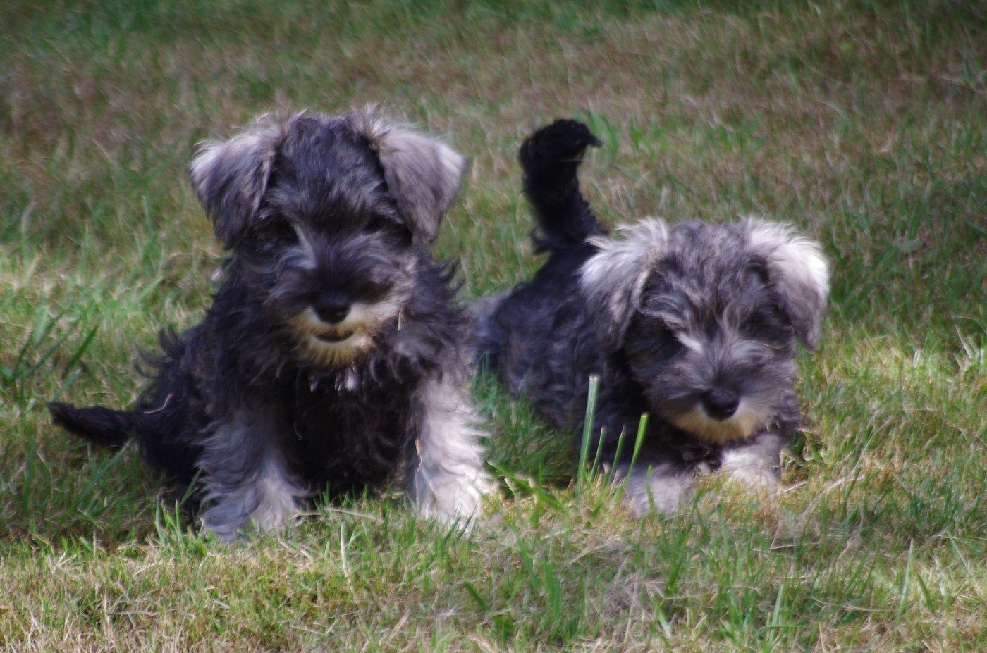 A L'Ouest Des Prés De L'Abby - Schnauzer miniature - Portée née le 10/01/2026