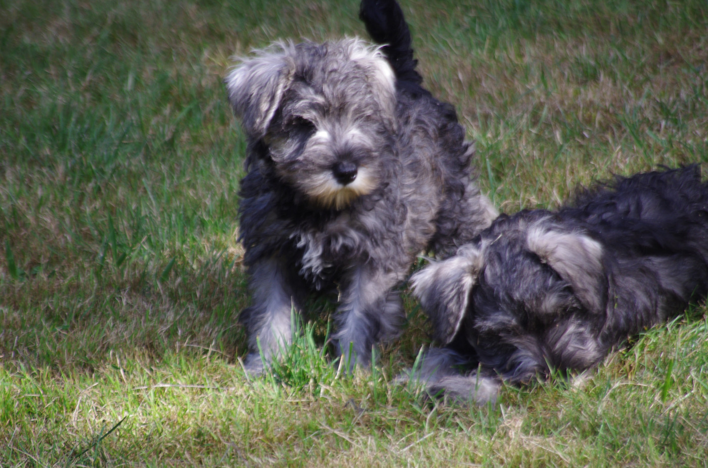 A L'Ouest Des Prés De L'Abby - Schnauzer miniature - Portée née le 01/04/2026