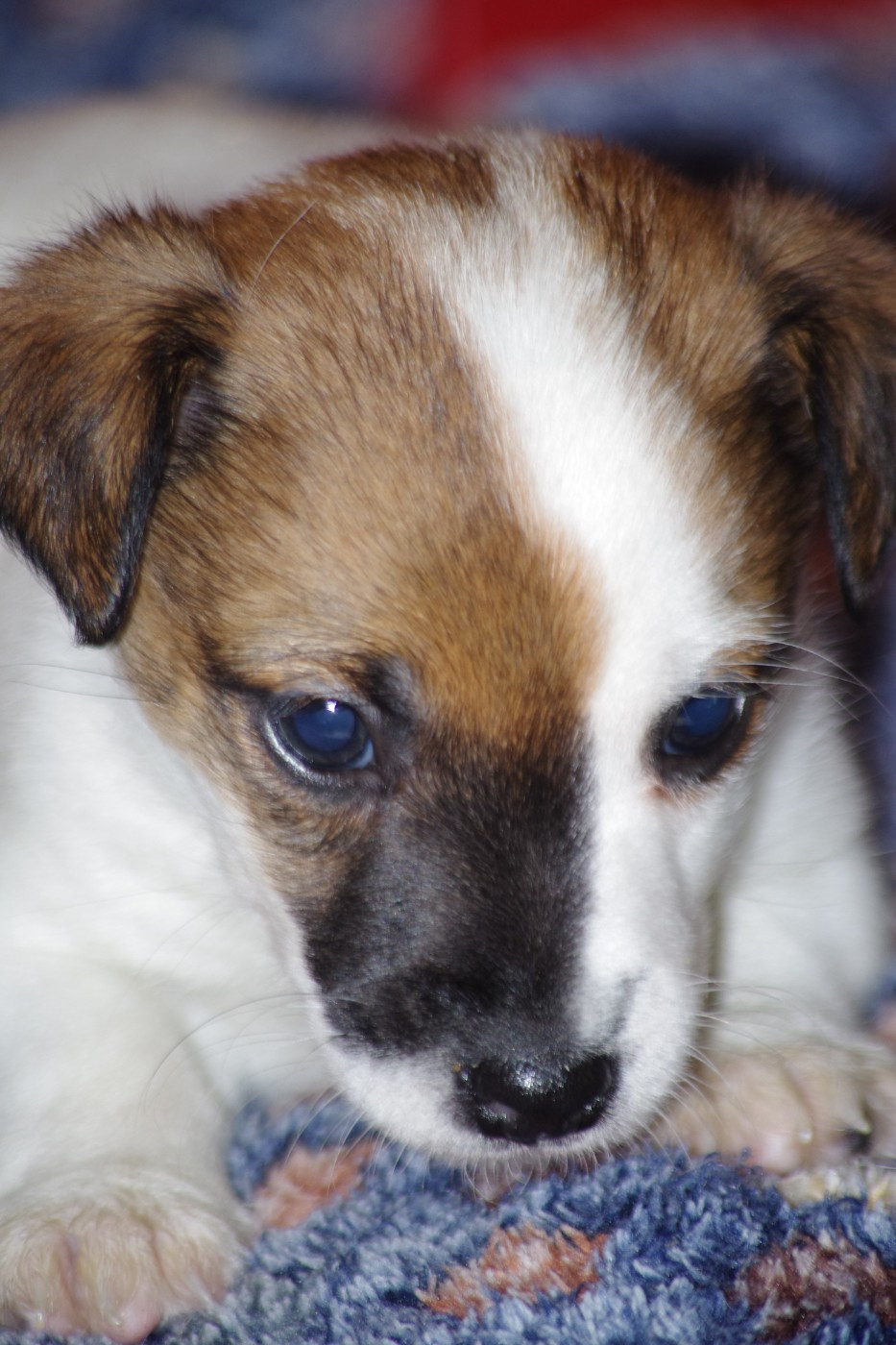 A L'Ouest Des Prés De L'Abby - Chiots disponibles - Jack Russell Terrier