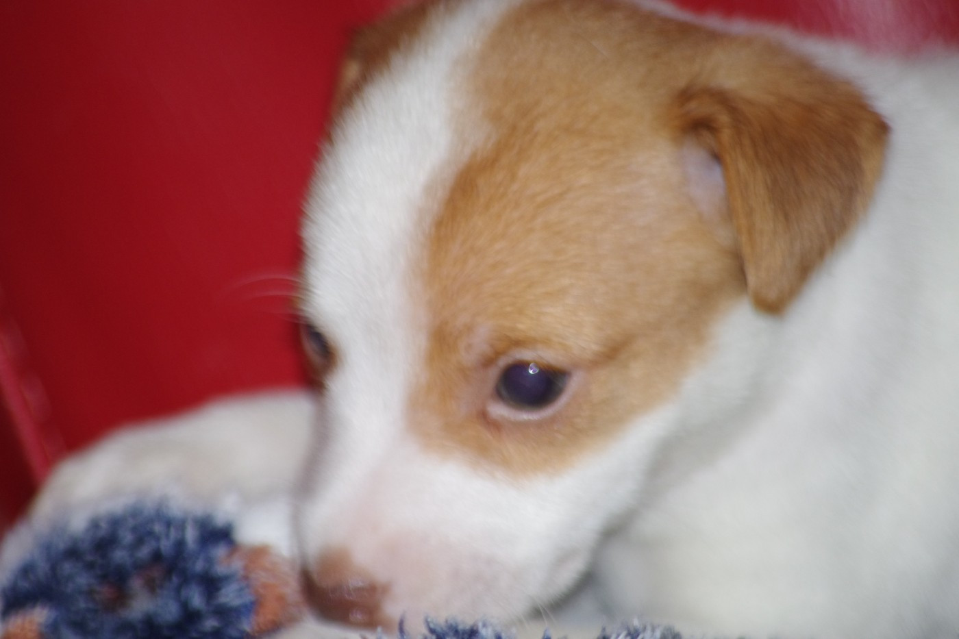 A L'Ouest Des Prés De L'Abby - Chiots disponibles - Jack Russell Terrier