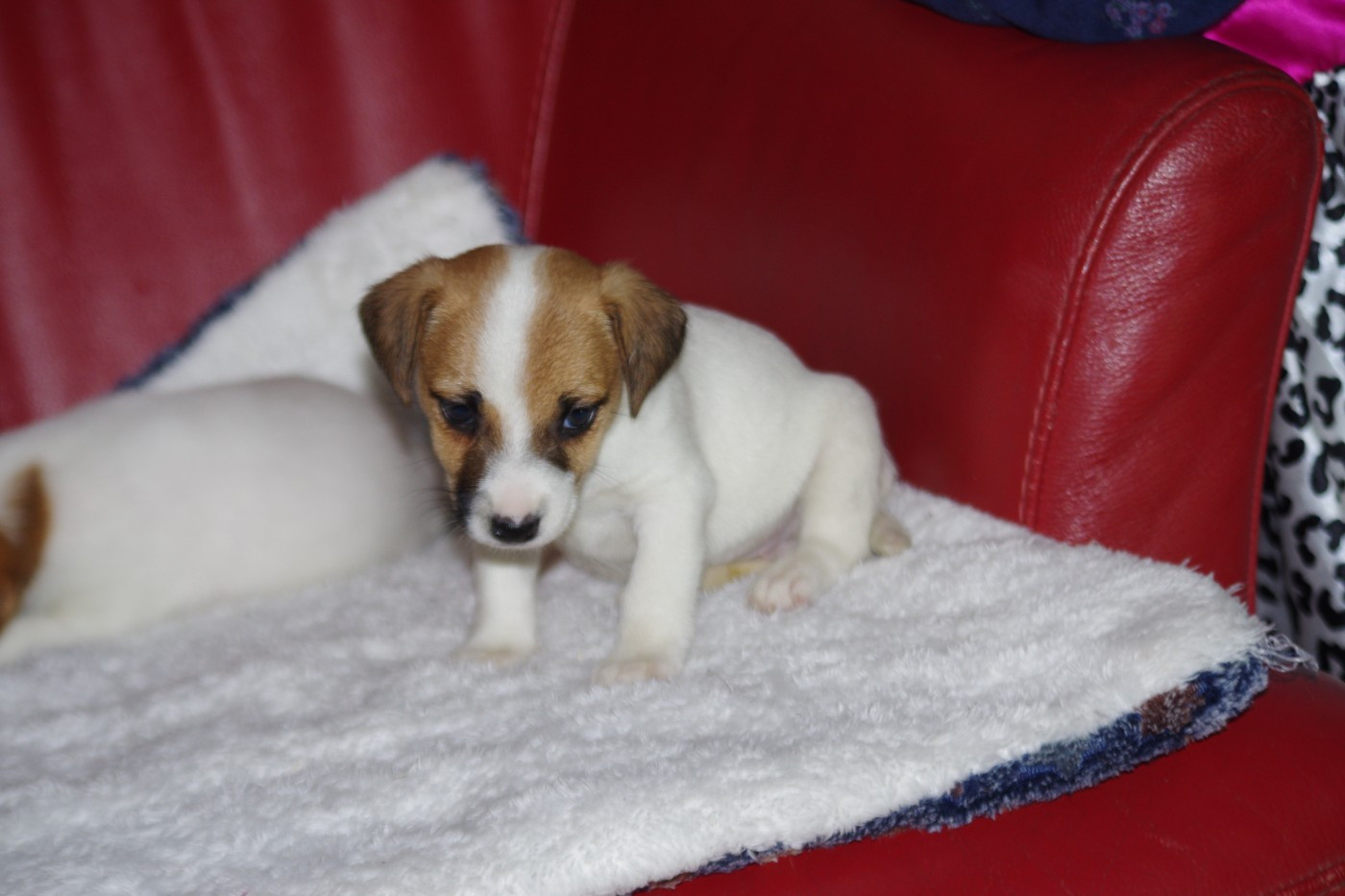 A L'Ouest Des Prés De L'Abby - Chiots disponibles - Jack Russell Terrier