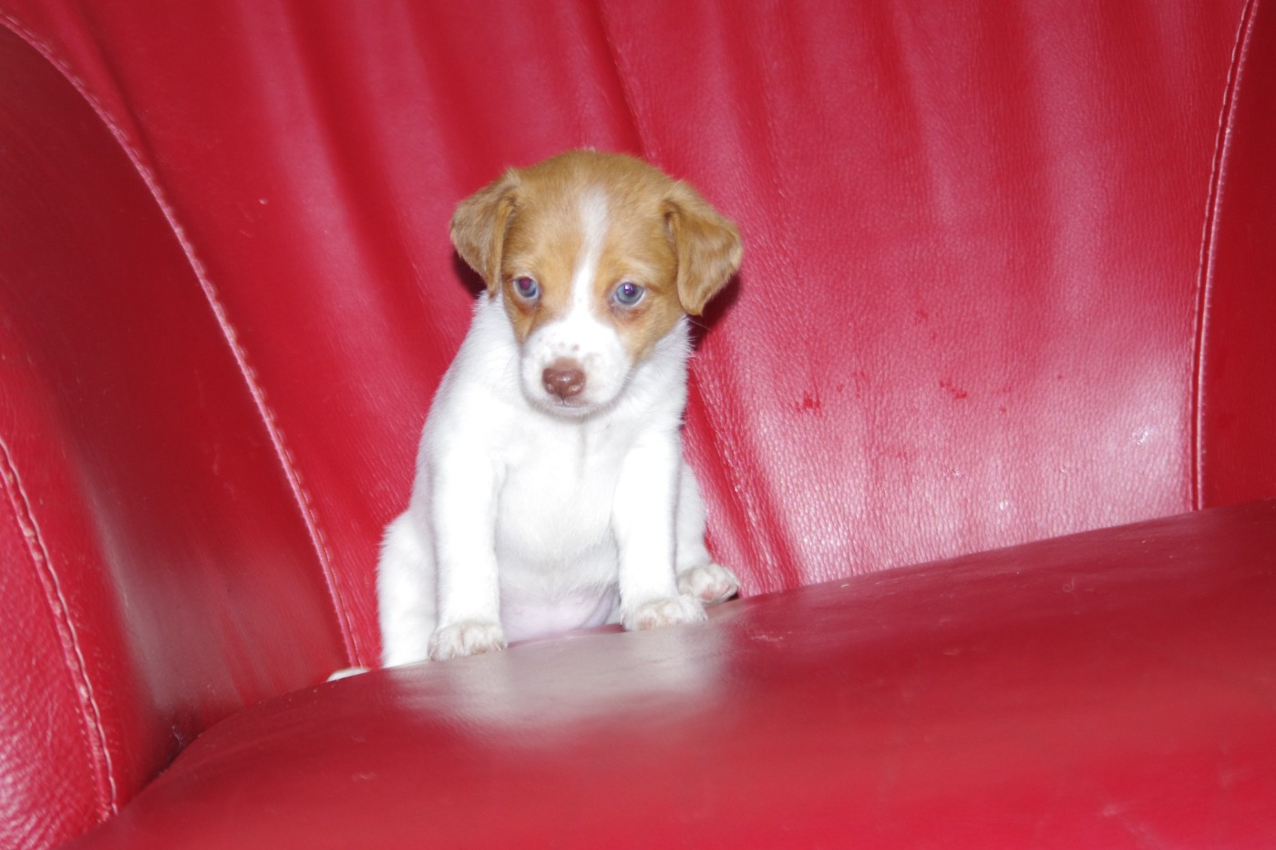 A L'Ouest Des Prés De L'Abby - Chiots disponibles - Jack Russell Terrier