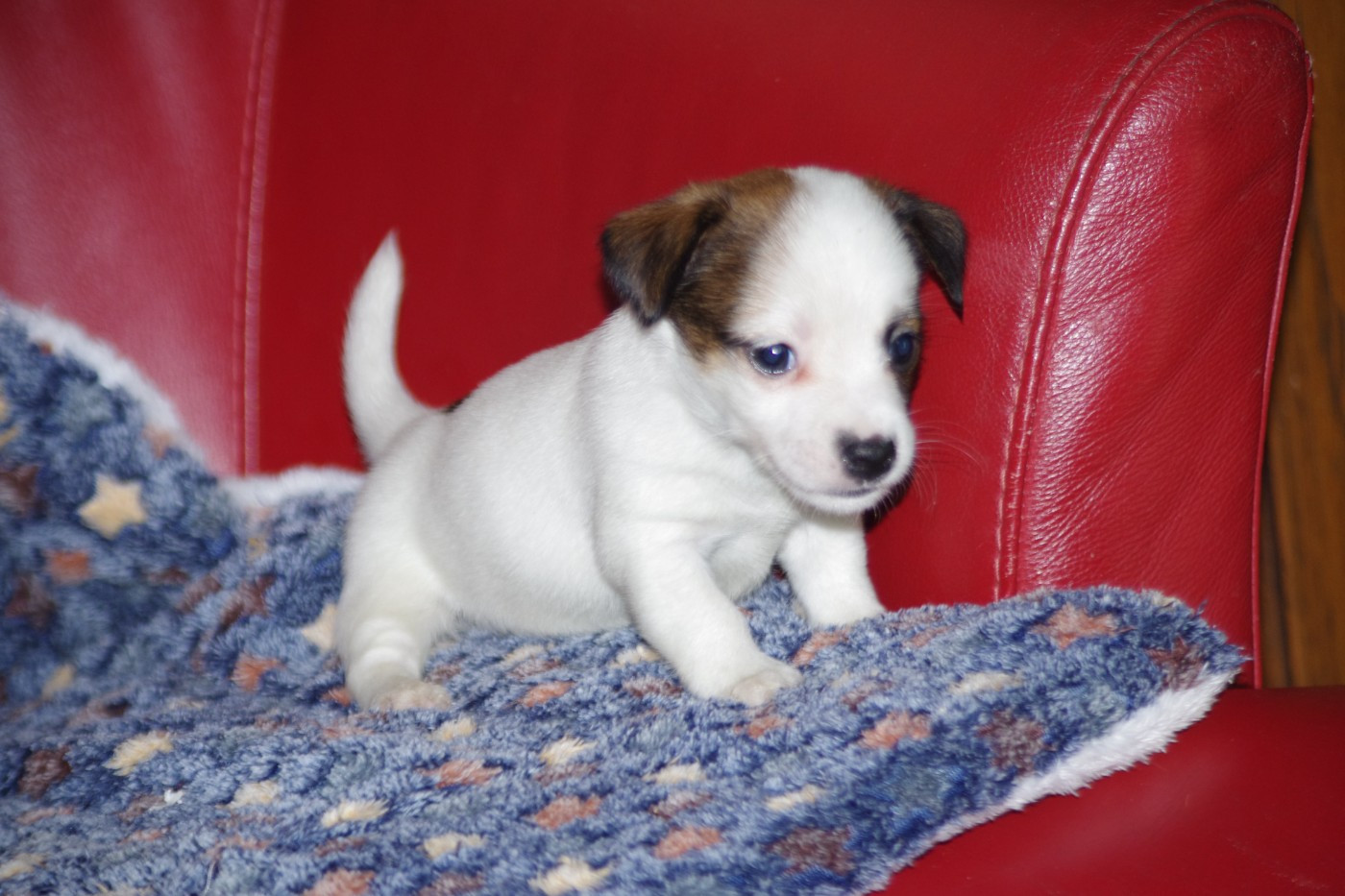A L'Ouest Des Prés De L'Abby - Chiots disponibles - Jack Russell Terrier