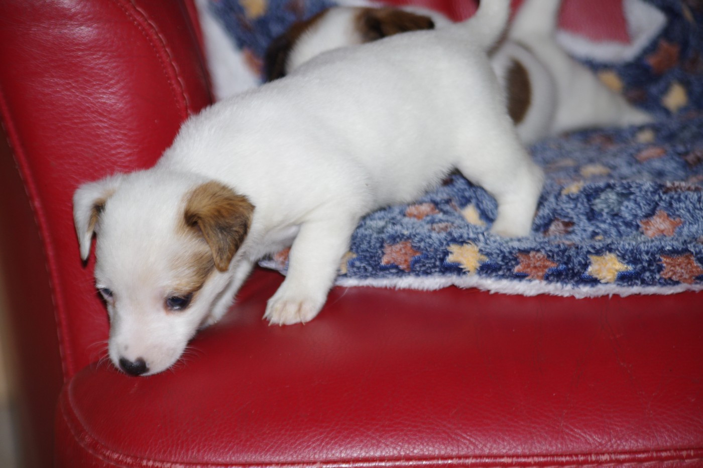 A L'Ouest Des Prés De L'Abby - Chiots disponibles - Jack Russell Terrier