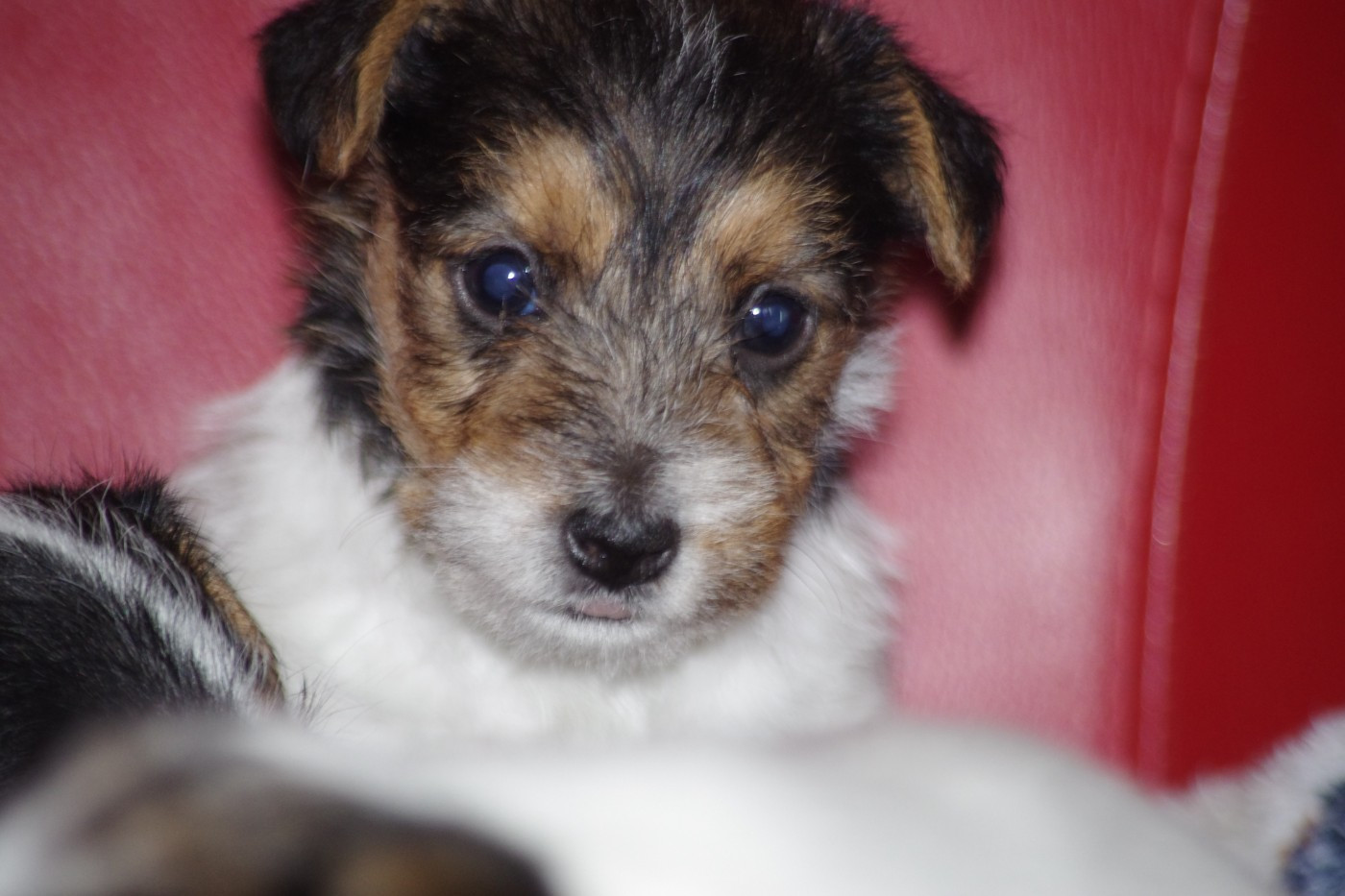 A L'Ouest Des Prés De L'Abby - Chiots disponibles - Jack Russell Terrier