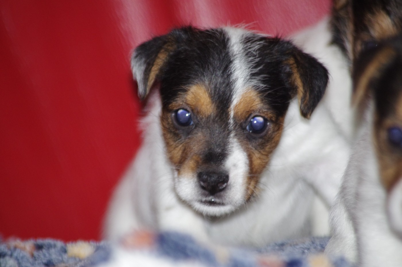 A L'Ouest Des Prés De L'Abby - Chiots disponibles - Jack Russell Terrier
