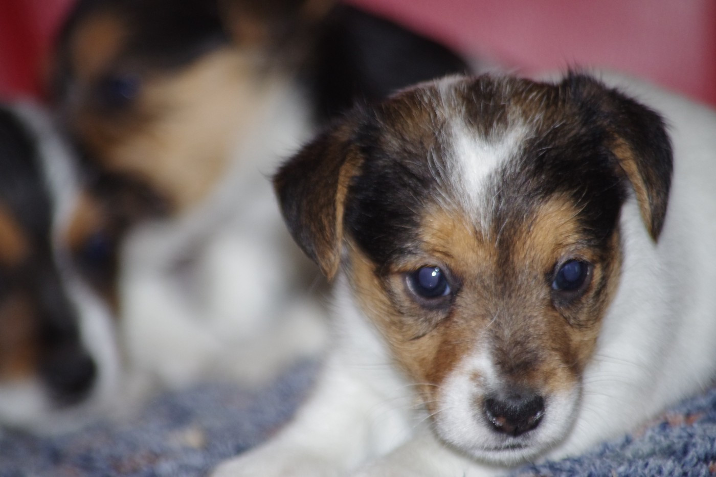 A L'Ouest Des Prés De L'Abby - Chiots disponibles - Jack Russell Terrier