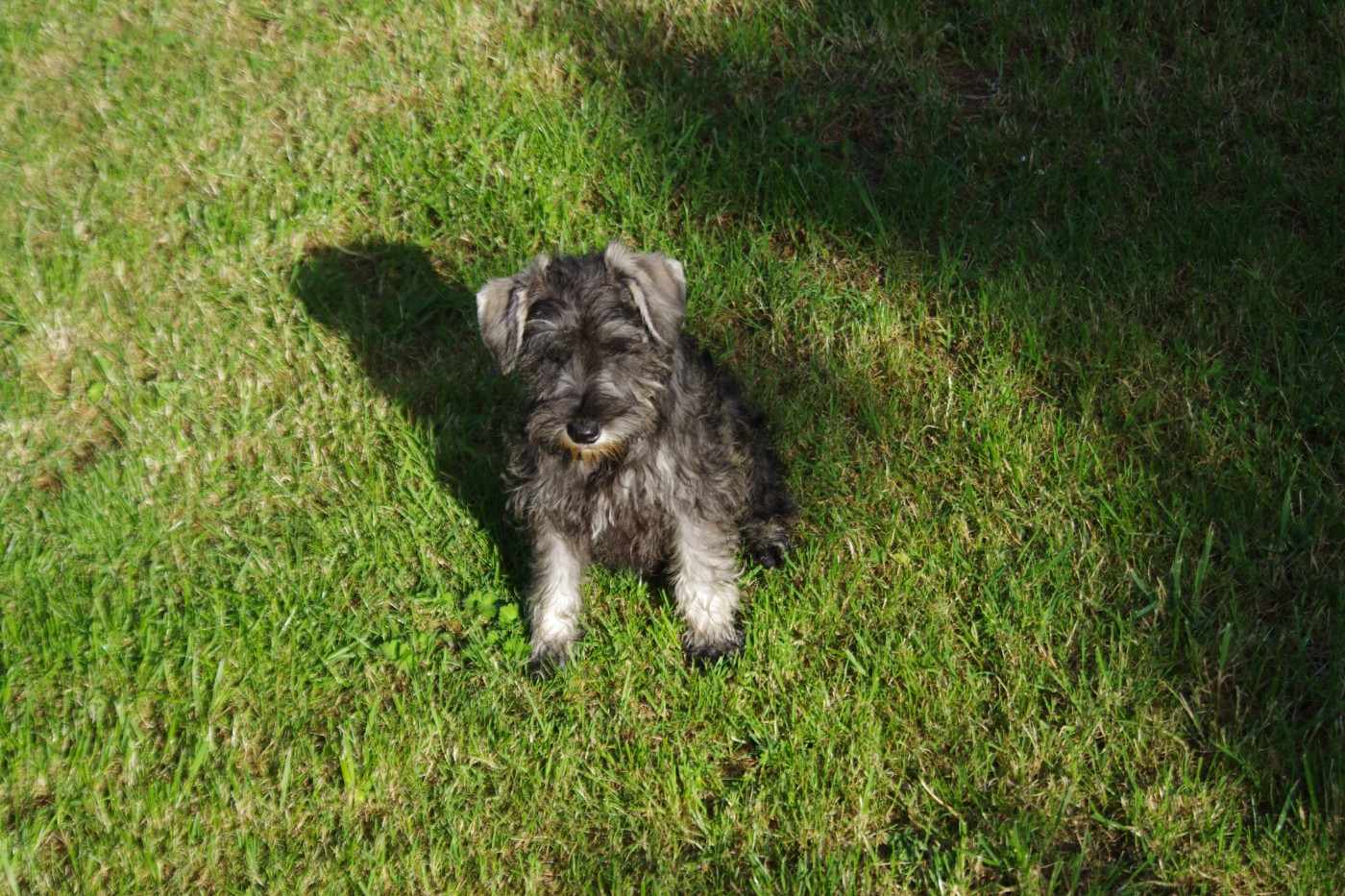 A L'Ouest Des Prés De L'Abby - Chiots disponibles - Schnauzer miniature