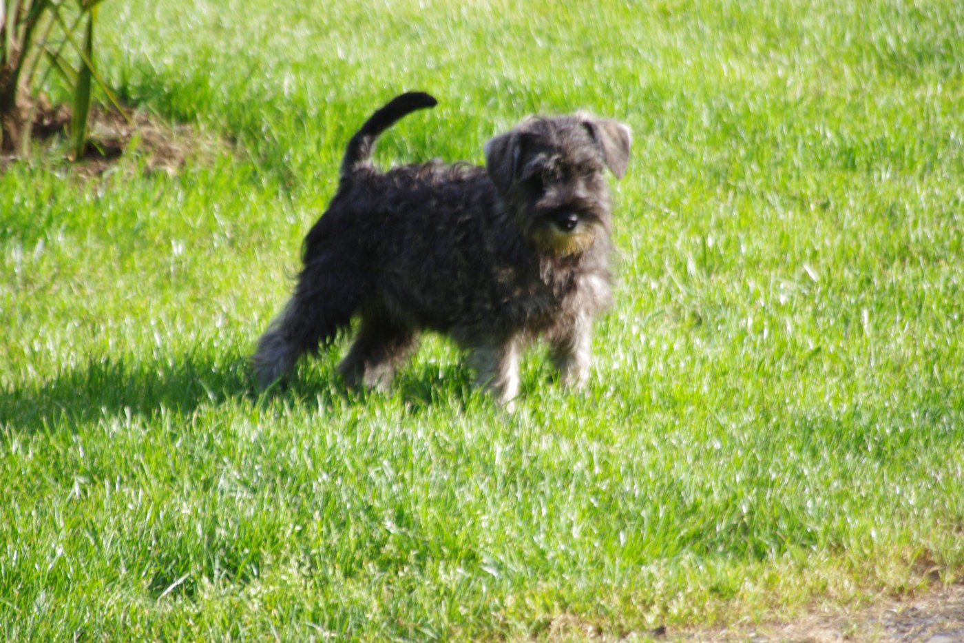 A L'Ouest Des Prés De L'Abby - Chiots disponibles - Schnauzer miniature
