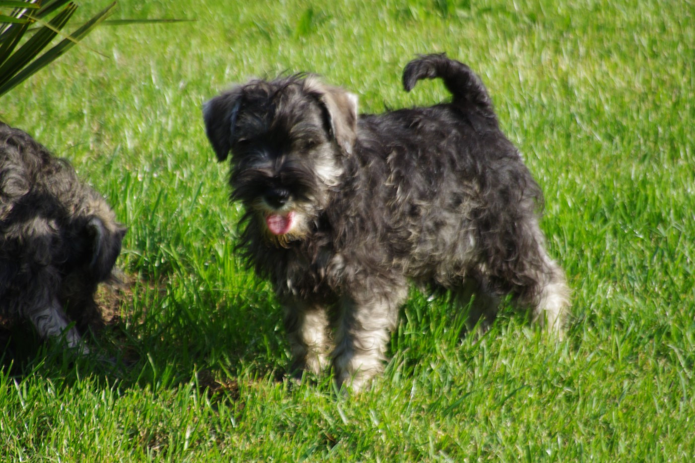 A L'Ouest Des Prés De L'Abby - Chiots disponibles - Schnauzer miniature