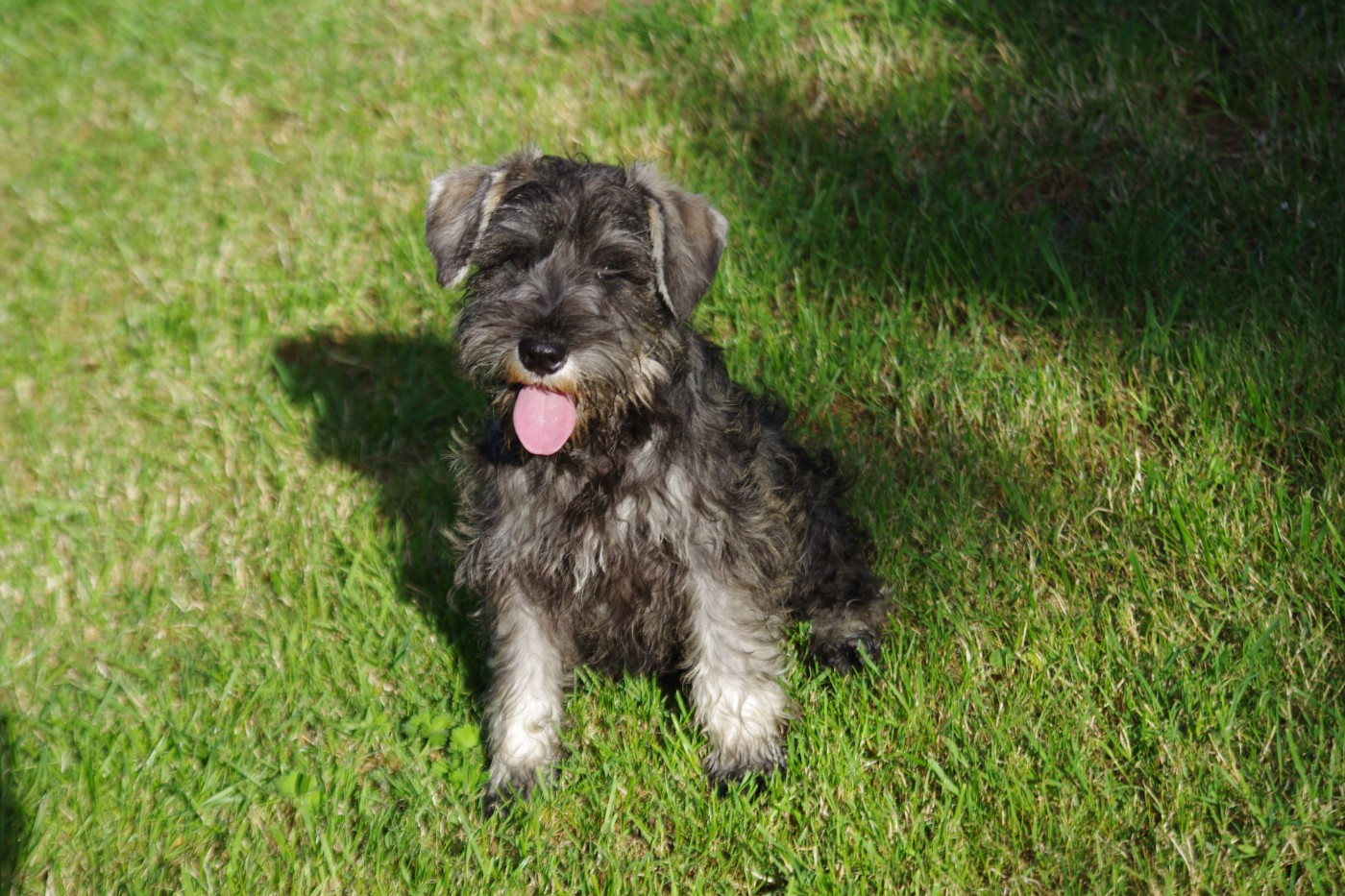 A L'Ouest Des Prés De L'Abby - Chiots disponibles - Schnauzer miniature