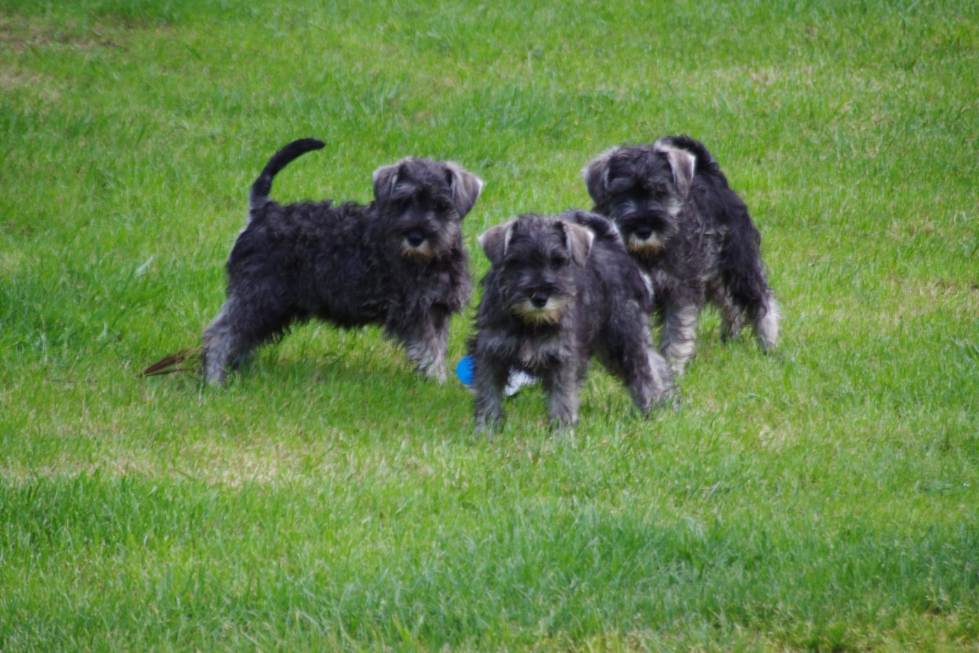 A L'Ouest Des Prés De L'Abby - Schnauzer miniature - Portée née le 14/03/2026